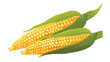 Hill Ears of ripe corn agricultural reaped crop illustration