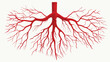 Human veins red blood vessels design and arteries vector