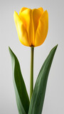 Fototapeta Perspektywa 3d - Yellow tulip flower isolated on white background