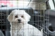 Maltese dog in safety crate in car