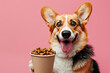 Cute welsh corgi dog with bowl of dry food on pink background