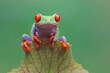 Red-eyed tree frog on nepenthes, Red-eyed tree frog sitting on green leaves, red-eyed tree frog (Agalychnis callidryas) closeup