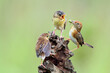 Zitting Cisticola bird feeds its two hungry chicks on a branch, Baby Zitting Cisticola bird waiting for food from its mother