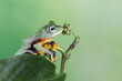 Tree frog on leaf, Gliding frog (Rhacophorus reinwardtii) sitting on leaves, Javan tree frog on branch, Indonesian tree frog