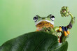 Tree frog on leaf, Gliding frog (Rhacophorus reinwardtii) sitting on leaves, Javan tree frog on branch, Indonesian tree frog
