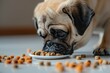 Pug puppy eating dry kibbles at home