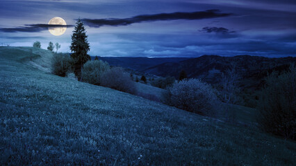 Wall Mural - trees on the hill in spring at night. carpathian mountains with with grassy meadow in full moon light