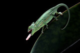 Fototapeta Zwierzęta - Baby veiled chameleon on leaves catching insect, Baby veiled chameleon closeup on green leaves