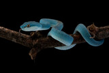 Fototapeta Zwierzęta - Blue viper snake closeup on branch, head of viper snake, Blue insularis, Trimeresurus Insularis, animal closeup