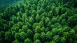 Document the role of forestry in carbon sequestration and climate change mitigation as you showcase reforestation projects carbon offset programs