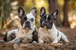 Two piebald French bulldogs resting at off leash park in Northern California