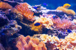 Tropical marine fish on a coral reef.