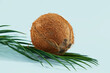 Whole coconut and palm leaf on a light blue background.