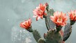 Pink cactus flowers blooming in front of weathered grunge wall background with rustic charm