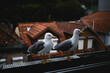 Seagulls perched on the balcony.