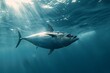 Mediterranean seas are home to blue fin tuna