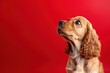 Inquisitive Eyes: Portrait of a Cocker Spaniel Puppy on Crimson - Generative AI