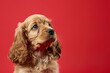 Inquisitive Eyes: Portrait of a Cocker Spaniel Puppy on Crimson - Generative AI