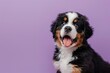 Cheerful Young Bernese Mountain Dog Enjoying Life - Lavender Bliss - Generative AI
