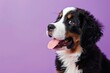 Cheerful Young Bernese Mountain Dog Enjoying Life - Lavender Bliss - Generative AI
