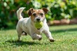 Joyful Jack Russell Terrier Fetching Ball in Mid-Air Sunshine - Generative AI
