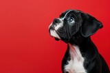 Fototapeta Desenie - Curious Gaze: Young Boxer Puppy Against Vivid Red - Generative AI