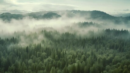 Canvas Print - Aerial view of foggy forest in the mountains. Beautiful landscape, thick fog covered with thick coniferous forest. forest with a bird's eye view, AI Generated