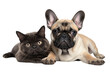 Harmony in Contrast: Dog and Cat Lying Together. White or PNG Transparent Background.