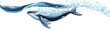 Whale clipart spouting water from its blowhole
