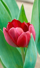 tulip flower in spring in the garden