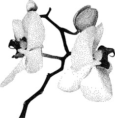 Grunge grain orchid with a xerox or grainy photocopy effect. Dotted flower with halftone stipple effect for gothic collage design. Vector illustration.	