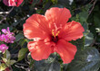 Vibrant Red Hibiscus Bloom, Close-up