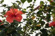 Vibrant Hibiscus in Bloom.