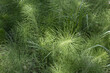 Field Horsetail Herb Texture
