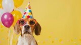 Fototapeta  - A Beagle dog with orange glasses and a colorful polka-dot party hat, with balloons and confetti in the background, right side for copy.