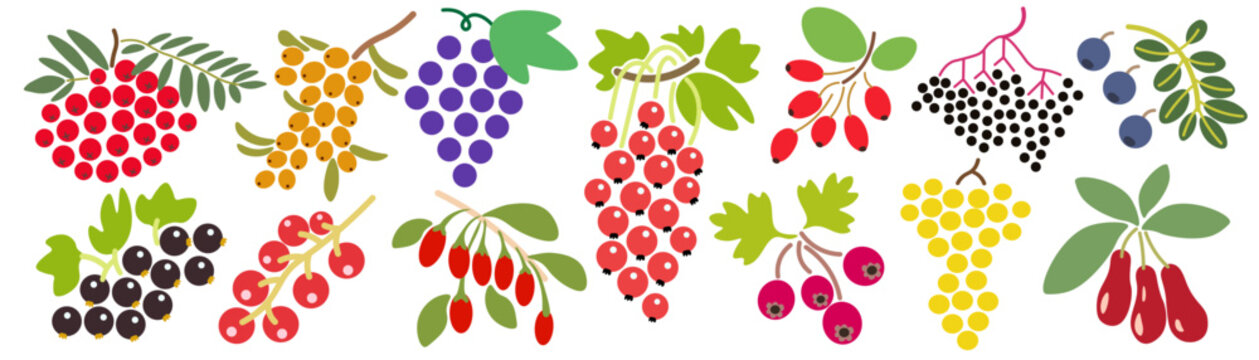 set of color isolated berries in flat shape style in vector. image of natural healthy eco food.templ