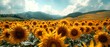 A vast field of sunflowers with vibrant yellow petals dancing in sunlight. Concept Field of Sunflowers, Vibrant Yellow Petals, Dancing in Sunlight, Serene Landscape
