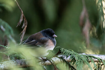 Canvas Print - Junco perched atop a tree branch beside foliage.