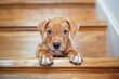 Young puppy climbing stairs with hesitant body language Female Boxer Pitbull mix