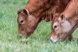 Close up of two cows grazing on the field