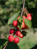 Fototapeta Londyn - Clusters of red currants on the branches of a currant (Ribes rubrum) ready to be picked, they can be eaten raw, their bittersweet flavor makes them suitable for making jams, smoothies and ice creams