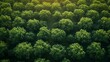 An overhead shot of an apple tree orchard. AI generate illustration