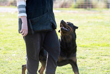 Wall Mural - obedience training with a rottweiler