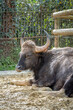 Paris, France - 04 06 2024: The menagerie, the zoo of the plant garden. View of a gaur resting the largest wild bovid.