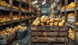 Fresh harvested potatoes in warehouse in wooden boxes. Vegetable factory. Stacked crates with freshly harvested potatoes outside a warehouse. copy space