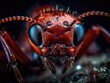 Image contains detailed close-up of face of red ant. Ant has large, compound eyes, which covered in tiny hairs. Ant's antennae long, segmented, its mouthparts visible in center of image.