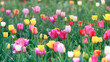 Farbenfrohes Feld mit blühenden Tulpen in Rot, Gelb und Rosa