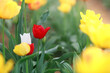 Farbenfrohes Feld mit blühenden Tulpen in Rot, Gelb und Rosa