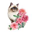 Beautiful cat with garden rose flowers on isolated background. Watercolor painting, botanical illustration