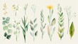 Collection of watercolor botanical illustrations on an off-white background. Set of watercolor botanical illustrations with various plants and flowers
